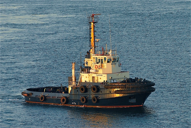 Svitzer_Tarpan.jpg
